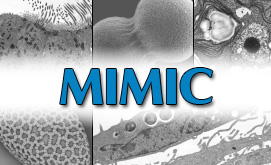 Interdisciplinary Microanalysis and Imaging Center (MIMIC) logo